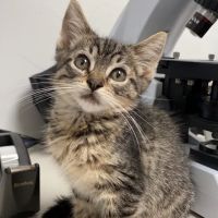 Baxter and Cleo Veterinary Clinic ico