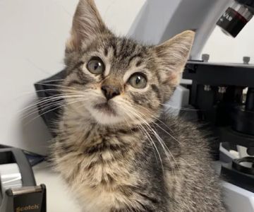 Baxter and Cleo Veterinary Clinic