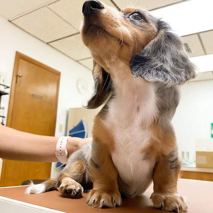 Baxter and Cleo Veterinary Clinic 12