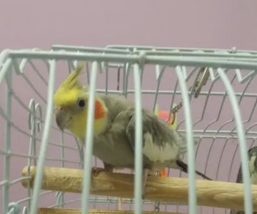 North East Discount Pet Center