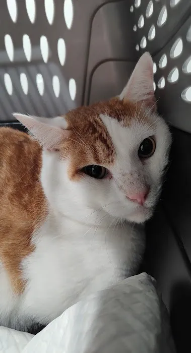 Memorial Villages Animal Hospital 12