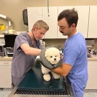 H-Town Veterinary Specialists (Spring Branch) ico