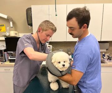 H-Town Veterinary Specialists (Spring Branch)