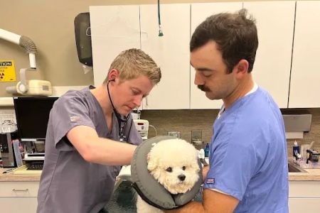 H-Town Veterinary Specialists (Spring Branch)