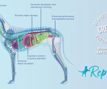 Replenish Pet Chiropractic and All natural dog products
