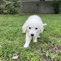 Canfel Care Animal Hospital ico