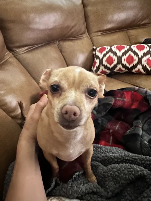 Canfel Care Animal Hospital 12