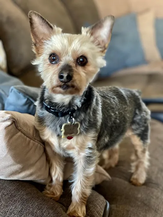 Canfel Care Animal Hospital 12