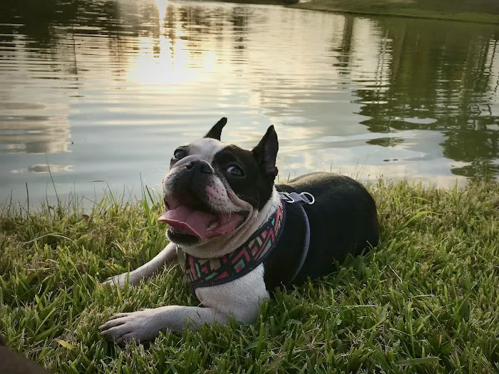 Canfel Care Animal Hospital 12