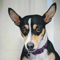 Echo Lane Animal Clinic ico
