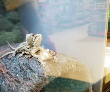 Petco
