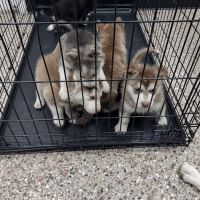 Pet Clinic On Bellfort ico
