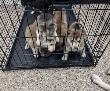 Pet Clinic On Bellfort