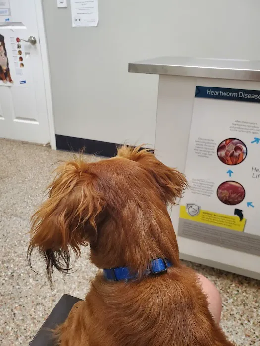 Pet Clinic On Bellfort 12
