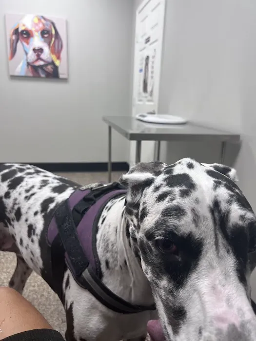 Pet Clinic On Bellfort 12