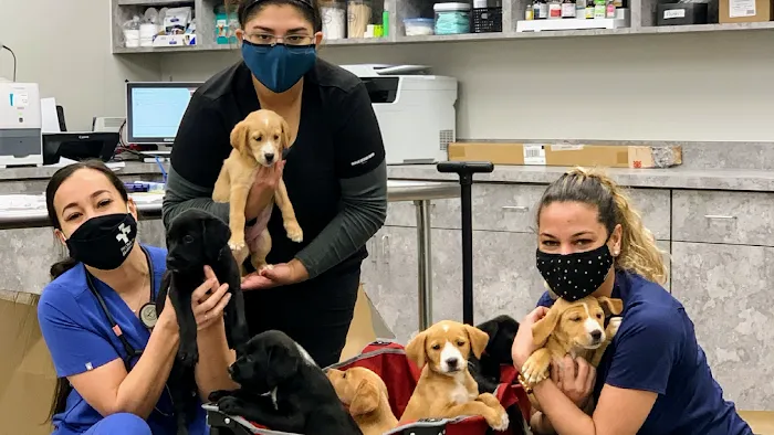 Pet Clinic On Bellfort 12
