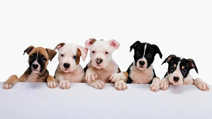 Pet Clinic On Bellfort 12