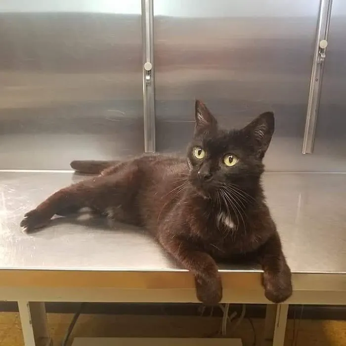 Southeast Animal Clinic 12