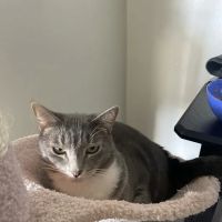 Southeast Animal Clinic ico