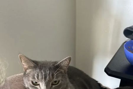 Southeast Animal Clinic