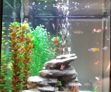 Fish Mike Aquatics