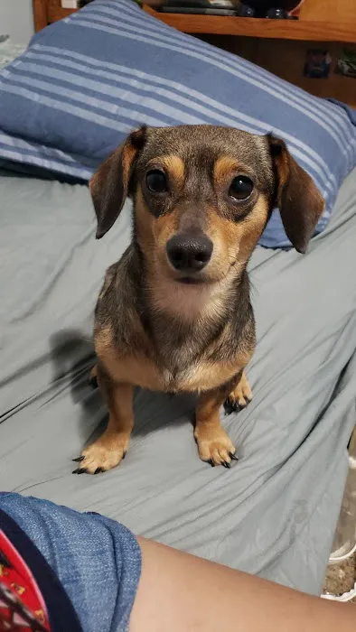 Fairmont Pet Hospital 12