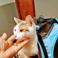 Fairmont Pet Hospital ico
