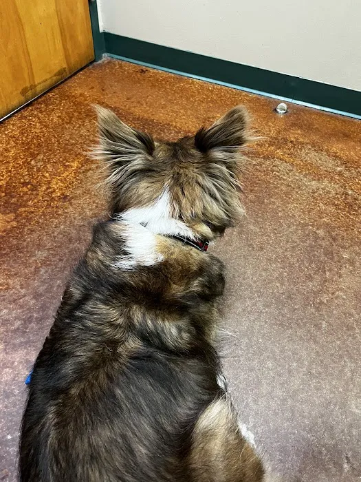 VCA Animal Medical Center of Pasadena 12