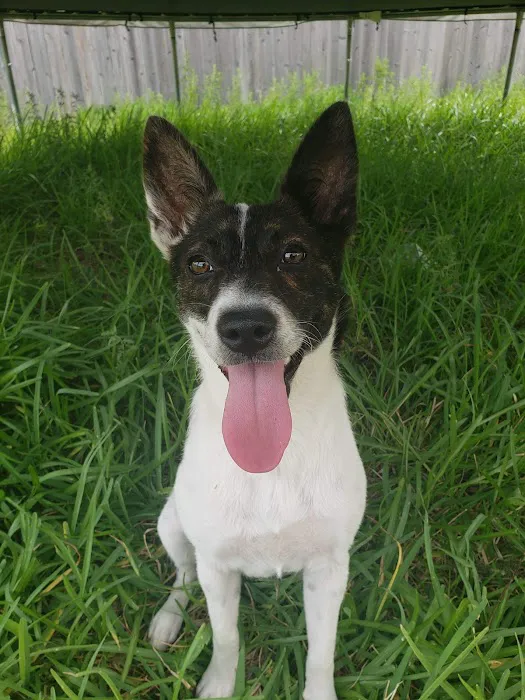 VCA Animal Medical Center of Pasadena 12