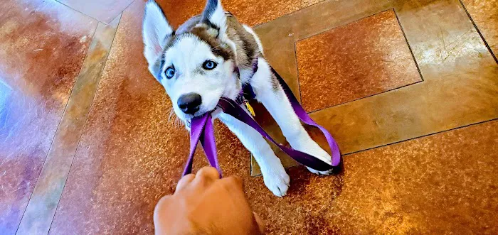 VCA Animal Medical Center of Pasadena 12