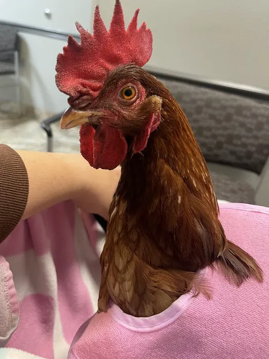 VCA Animal Emergency Hospital Southeast 12