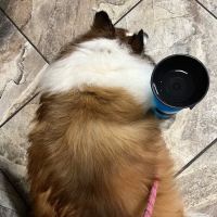 VCA Animal Emergency Hospital Southeast ico