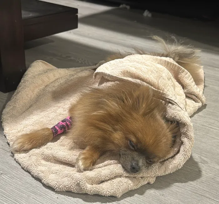 VCA Animal Emergency Hospital Southeast 12
