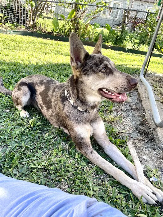 VCA Animal Emergency Hospital Southeast 12