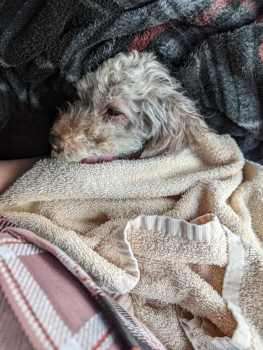 VCA Animal Emergency Hospital Southeast 12