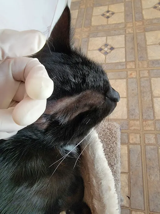 VCA Animal Emergency Hospital Southeast 12