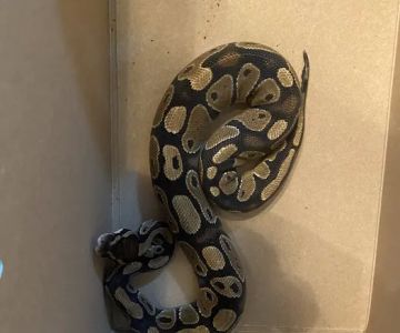 Petco