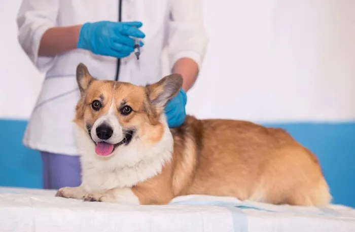 Spencer Animal Hospital 12