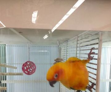 Petco