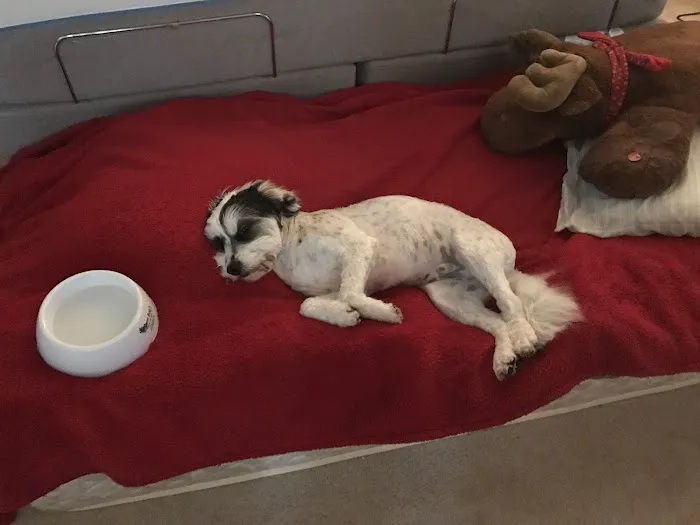Banfield Pet Hospital 12