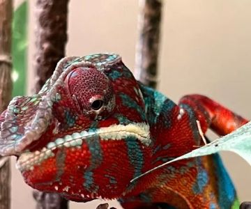 Royal Kaleidoscope Chameleons