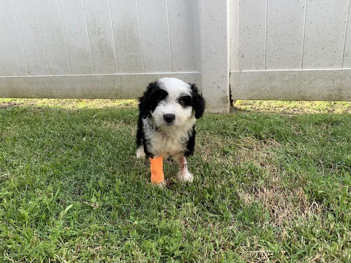 Deer Park Animal Hospital 12