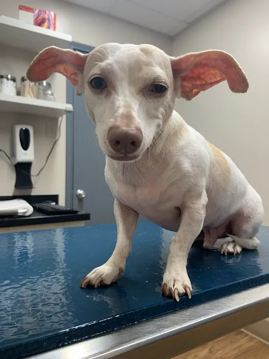 Underwood Animal Clinic 12