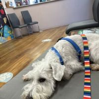 Underwood Animal Clinic ico