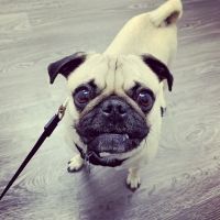 Coastal Veterinary Dermatology & Ear Clinic ico