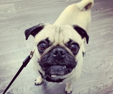 Coastal Veterinary Dermatology & Ear Clinic