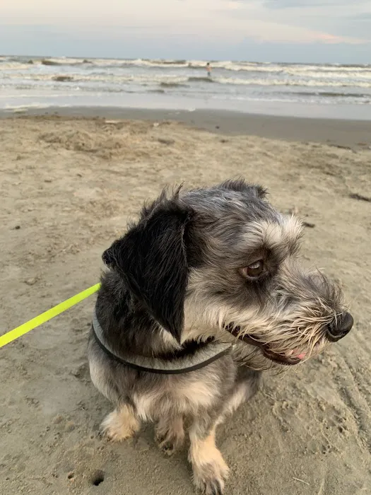 Coastal Veterinary Dermatology & Ear Clinic 12