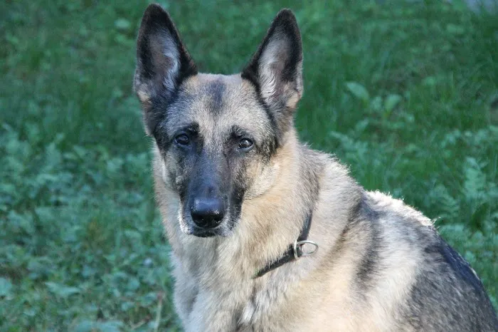 Coastal Veterinary Dermatology & Ear Clinic 12