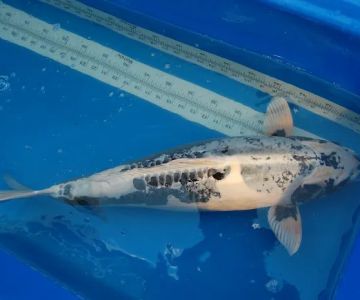 Blue Ribbon Koi & Marine