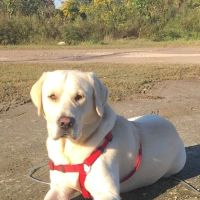 Animal Medical Center of Baytown ico